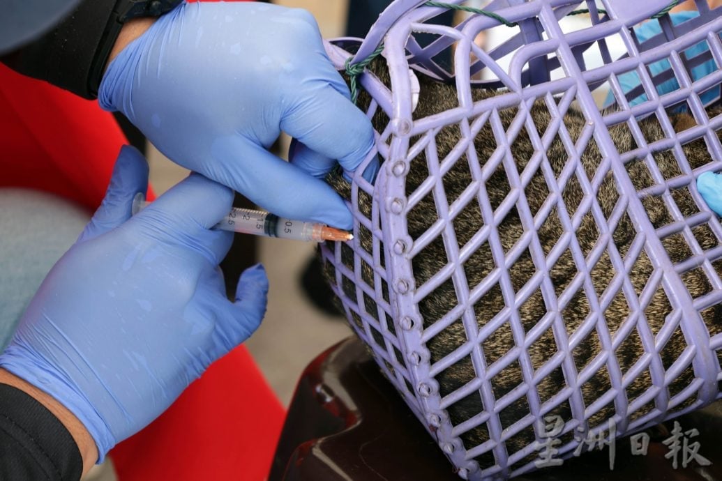 【狂犬病/01】死亡率92% 犬猫都会感染狂犬病