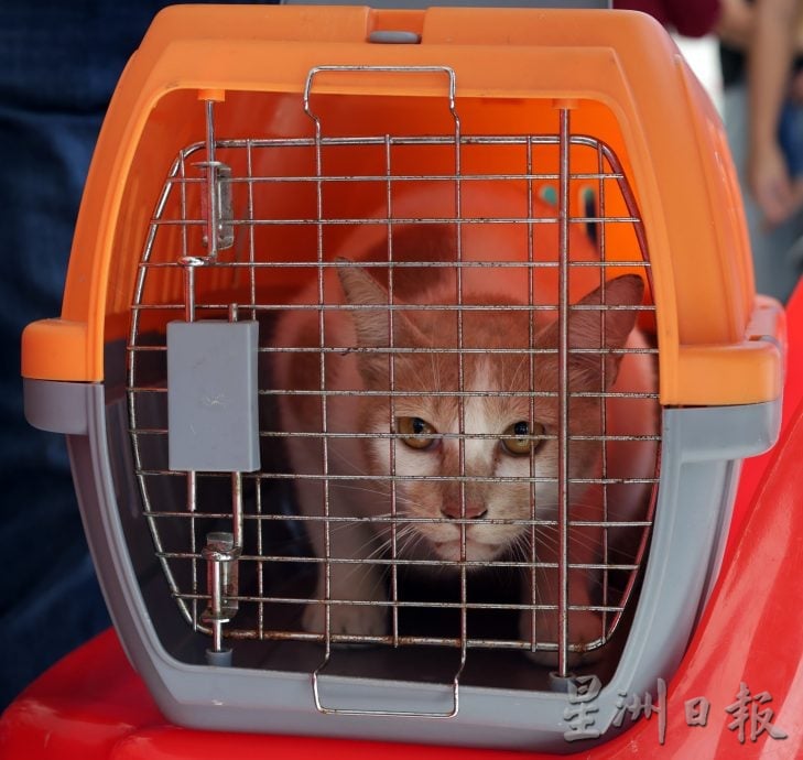 【狂犬病/01】死亡率92% 犬猫都会感染狂犬病