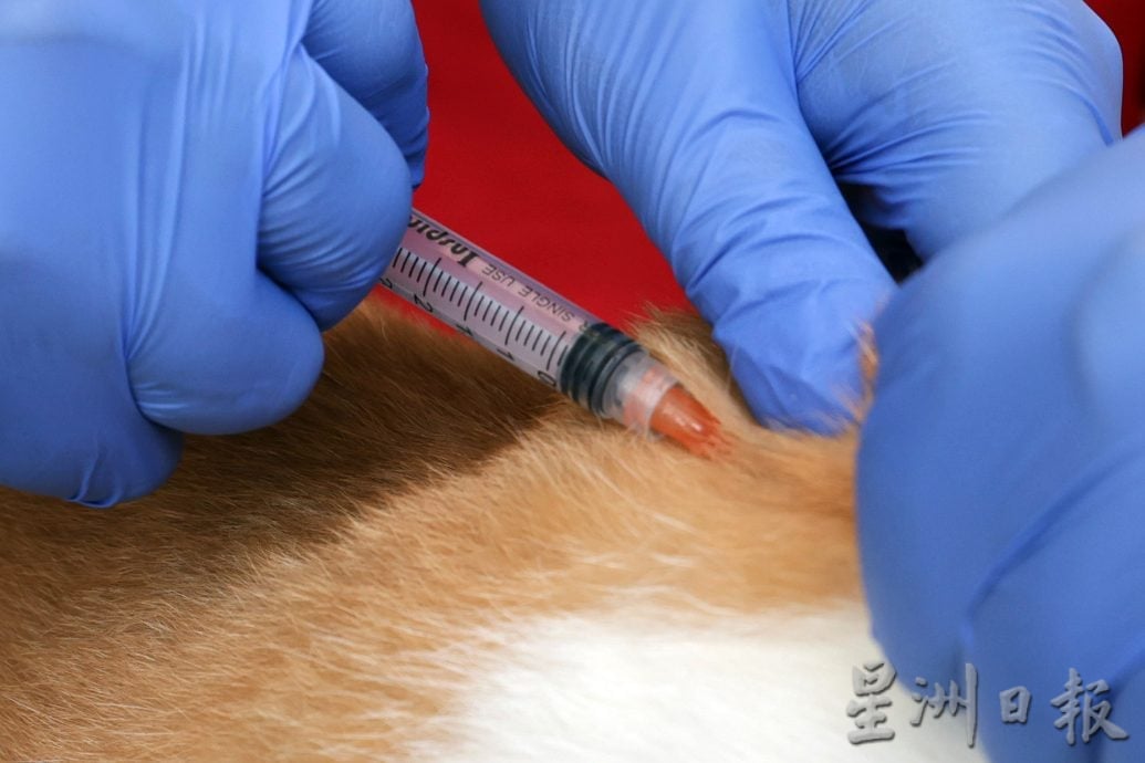 【狂犬病/01】死亡率92% 犬猫都会感染狂犬病