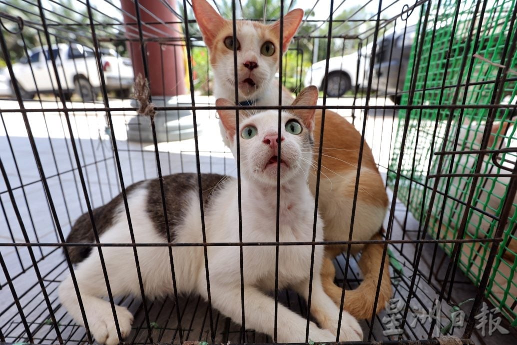 【狂犬病/01】死亡率92% 犬猫都会感染狂犬病