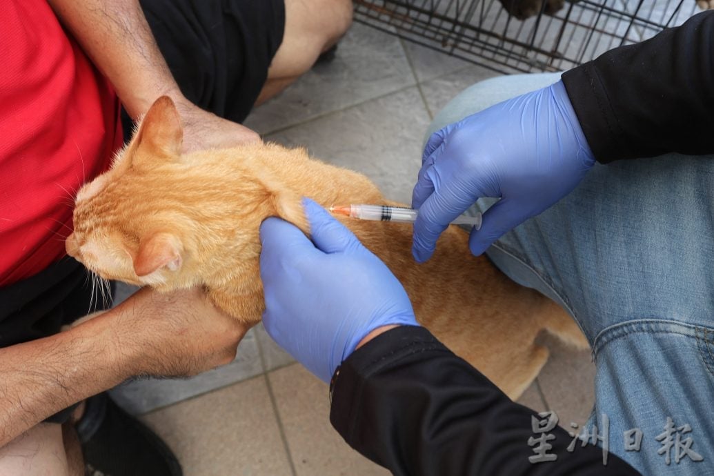 【狂犬病/01】死亡率92% 犬猫都会感染狂犬病