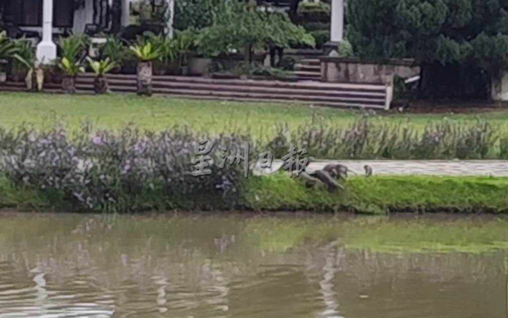 **已签发**柔：第三版头：水獭出没独立公园！新山市厅立警示牌，提醒民众小心防范