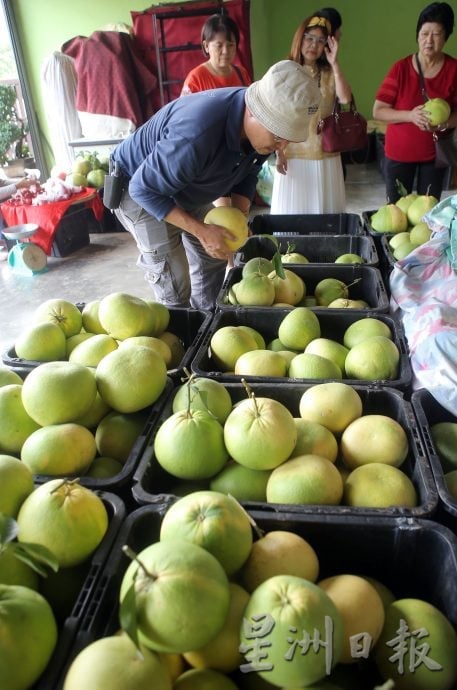 受闰六月影响 中秋柚子收成减价升