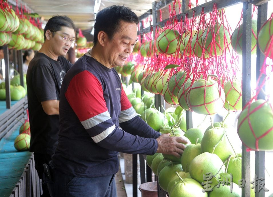 受闰六月影响 中秋柚子收成减价升