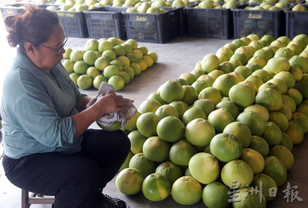 受闰六月影响 中秋柚子收成减价升