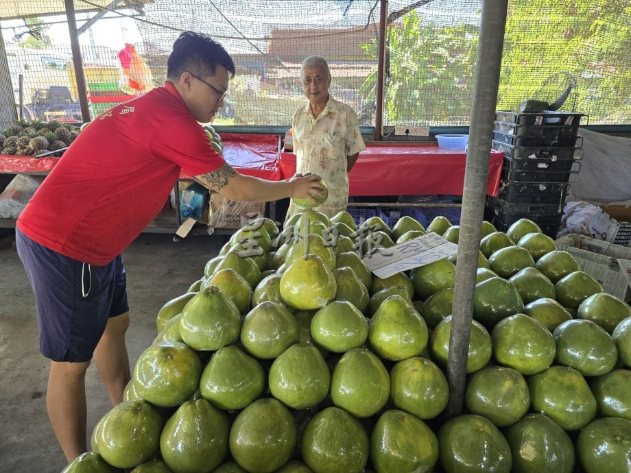 （古城封面主文／签发）中秋柚子市场慢热，业者不敢大量进货