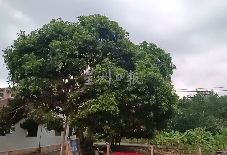 (已签发)柔:**封面**民生特工队:猴群为患惹人烦 亚罗拉花园居民盼当局解决