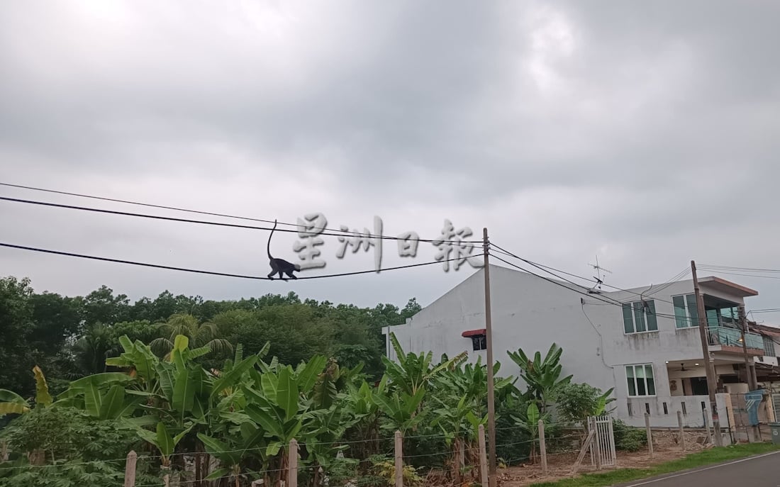 (已签发)柔:**封面**民生特工队:猴群为患惹人烦 亚罗拉花园居民盼当局解决