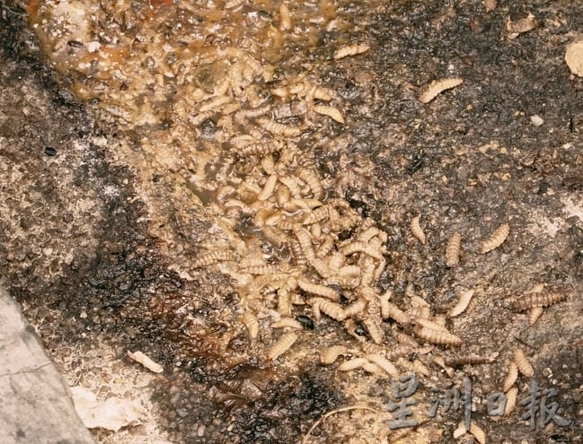 （古城封面副文）违规食肆卫生欠佳·市议会卫生局开罚单