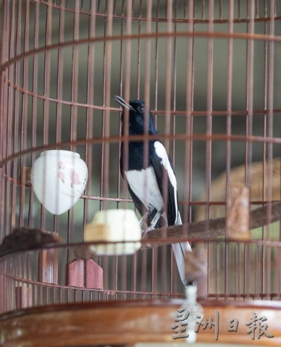 星角摄（10月6日）：百多只高冠鸟和喜鹊争夺“歌王”美誉