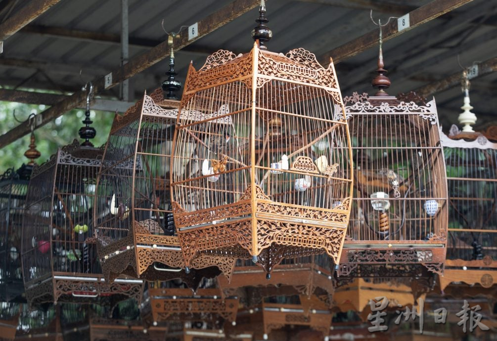 星角摄（10月6日）：百多只高冠鸟和喜鹊争夺“歌王”美誉