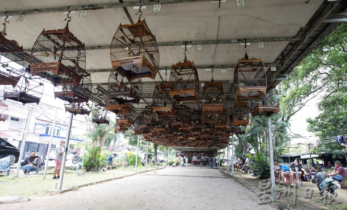 星角摄（10月6日）：百多只高冠鸟和喜鹊争夺“歌王”美誉