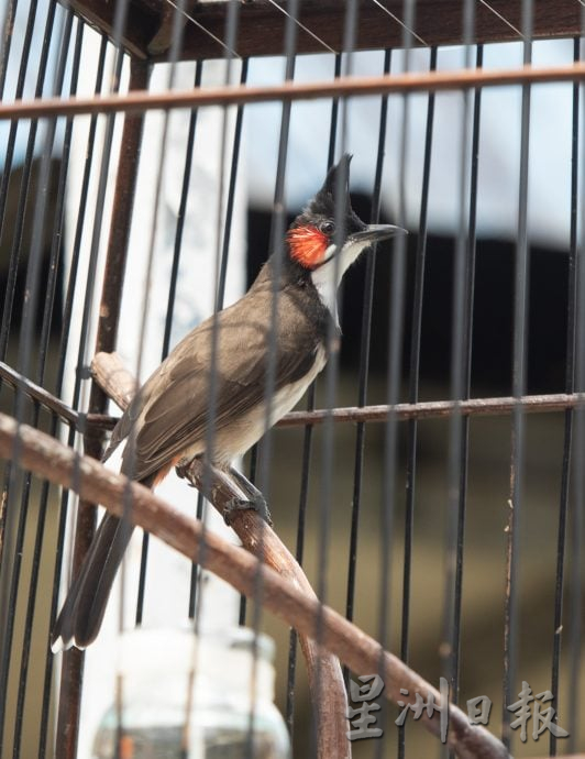 星角摄（10月6日）：百多只高冠鸟和喜鹊争夺“歌王”美誉