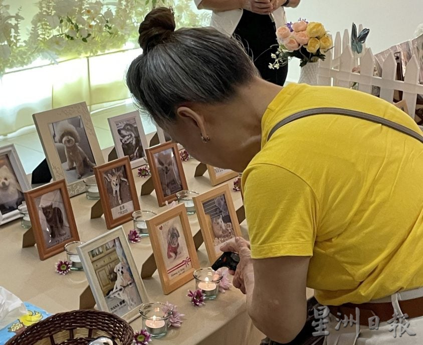 （古城第三版主文）宠物追思会温情满满·主人寄语“彩虹桥”另一端