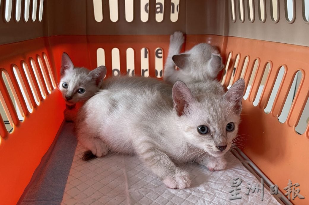 （古城第三版主文）宠物追思会温情满满·主人寄语“彩虹桥”另一端