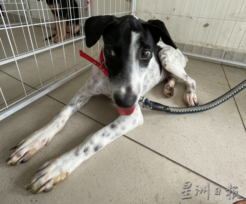 （古城第三版主文）宠物追思会温情满满·主人寄语“彩虹桥”另一端