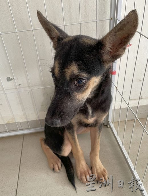 （古城第三版主文）宠物追思会温情满满·主人寄语“彩虹桥”另一端