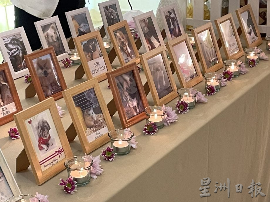 （古城第三版主文）宠物追思会温情满满·主人寄语“彩虹桥”另一端