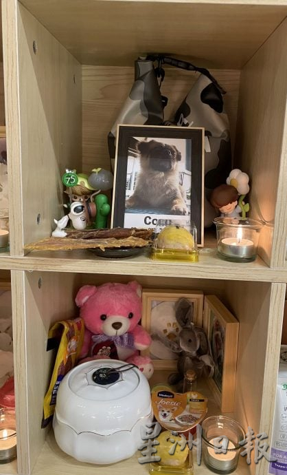 （古城第三版主文）宠物追思会温情满满·主人寄语“彩虹桥”另一端