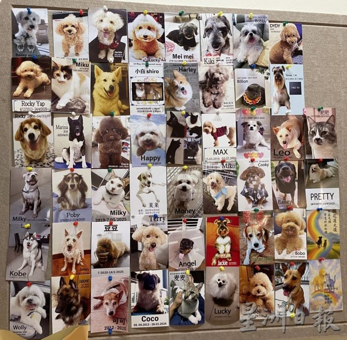 （古城第三版主文）宠物追思会温情满满·主人寄语“彩虹桥”另一端