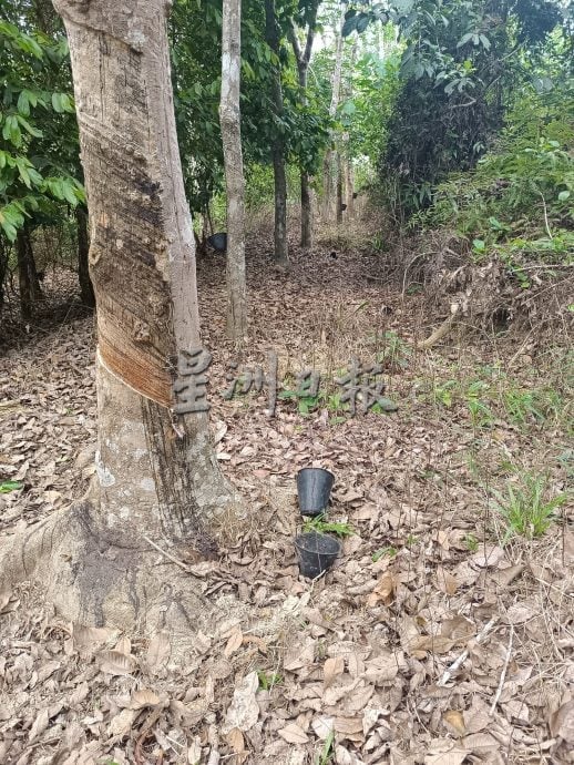 （供花城）NS马口/弄边再传出偷窃胶屎事件，村长郑帼进呼吁园主小心提防