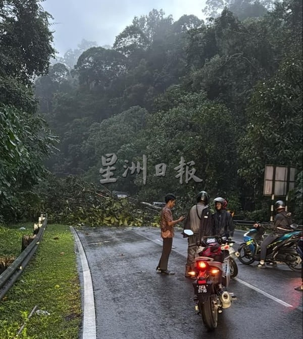 大都会2:树倒拦路 多人迟到/3图