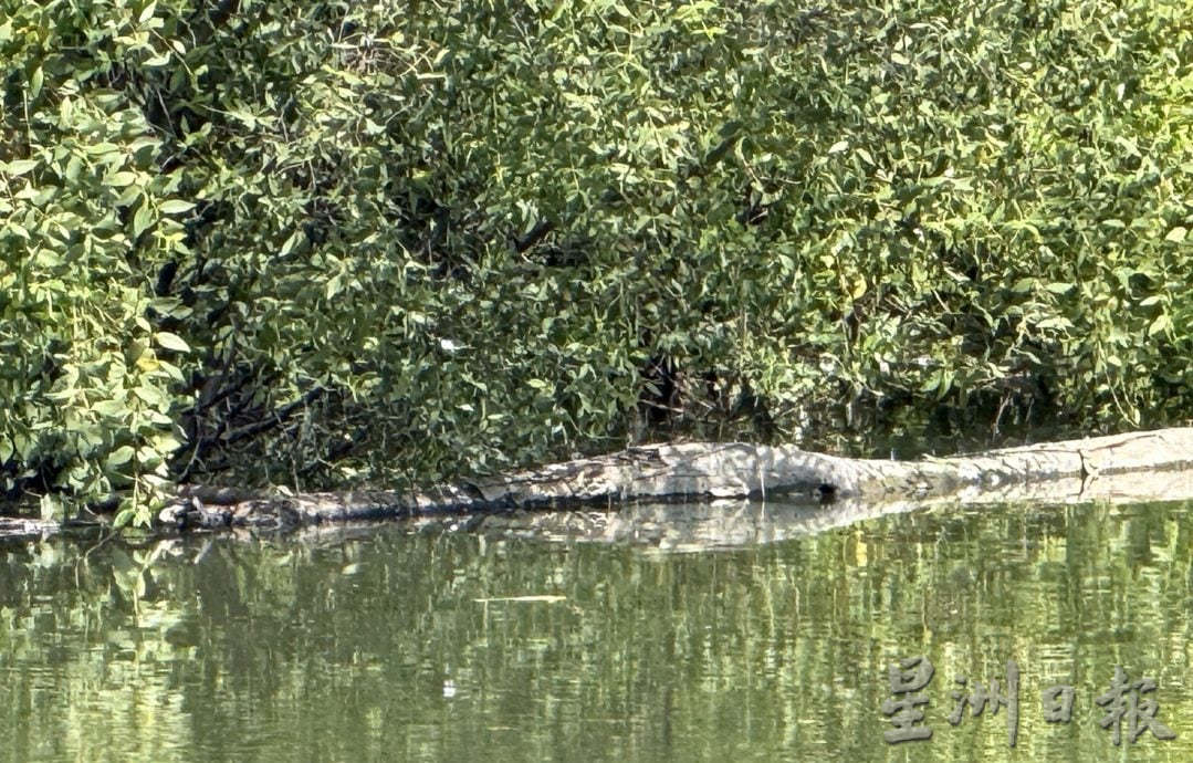 (古城封面主文)大吉里望码头鳄鱼安家多年与渔夫互不打扰 当局关注安全