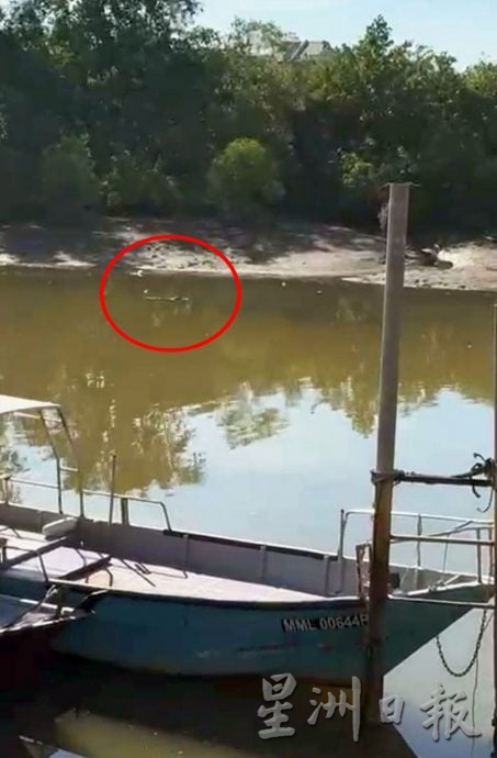 (古城封面主文)大吉里望码头鳄鱼安家多年与渔夫互不打扰 当局关注安全