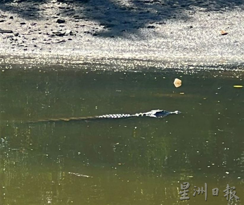 (古城封面主文)大吉里望码头鳄鱼安家多年与渔夫互不打扰 当局关注安全