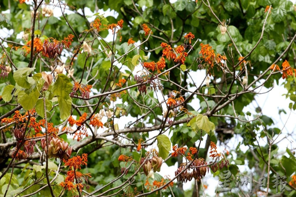 【流金岁月】/天涯何处无芳草 来DR公园赏风光