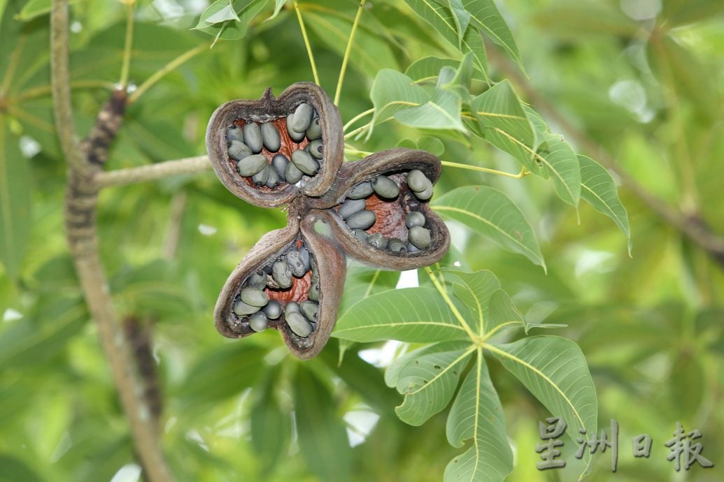 【流金岁月】/天涯何处无芳草 来DR公园赏风光