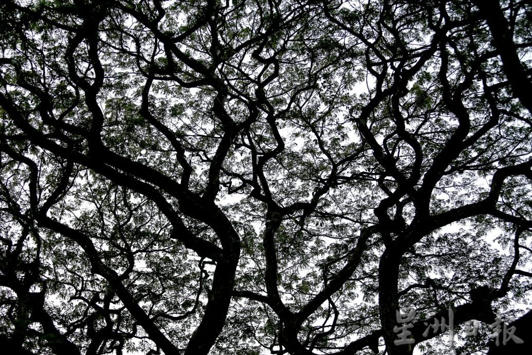 【流金岁月】/天涯何处无芳草 来DR公园赏风光