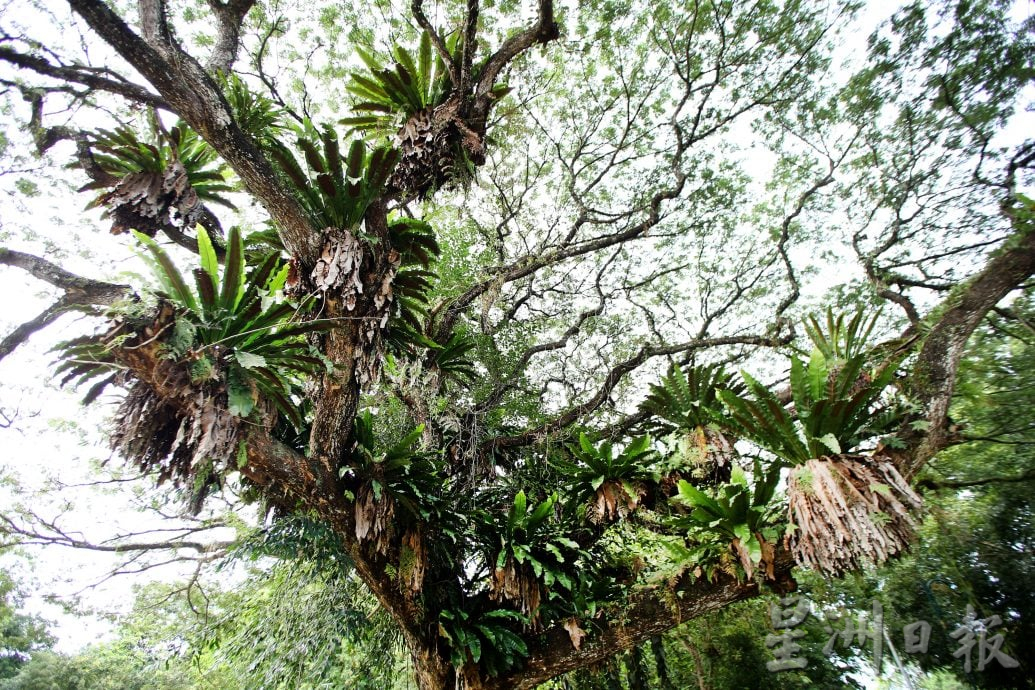 【流金岁月】/天涯何处无芳草 来DR公园赏风光