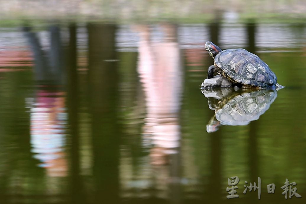 【流金岁月】/天涯何处无芳草 来DR公园赏风光