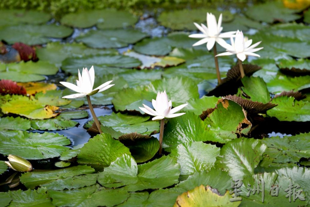 【流金岁月】/天涯何处无芳草 来DR公园赏风光