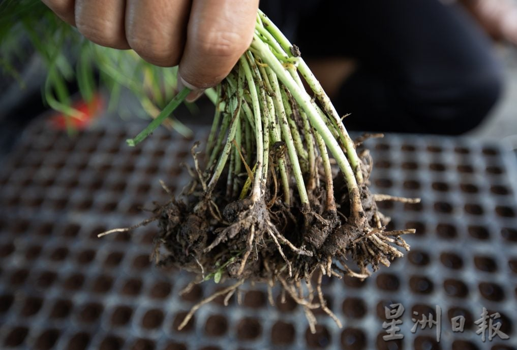 (13/10见报)星角摄/韭菜,再生的绿色奇迹