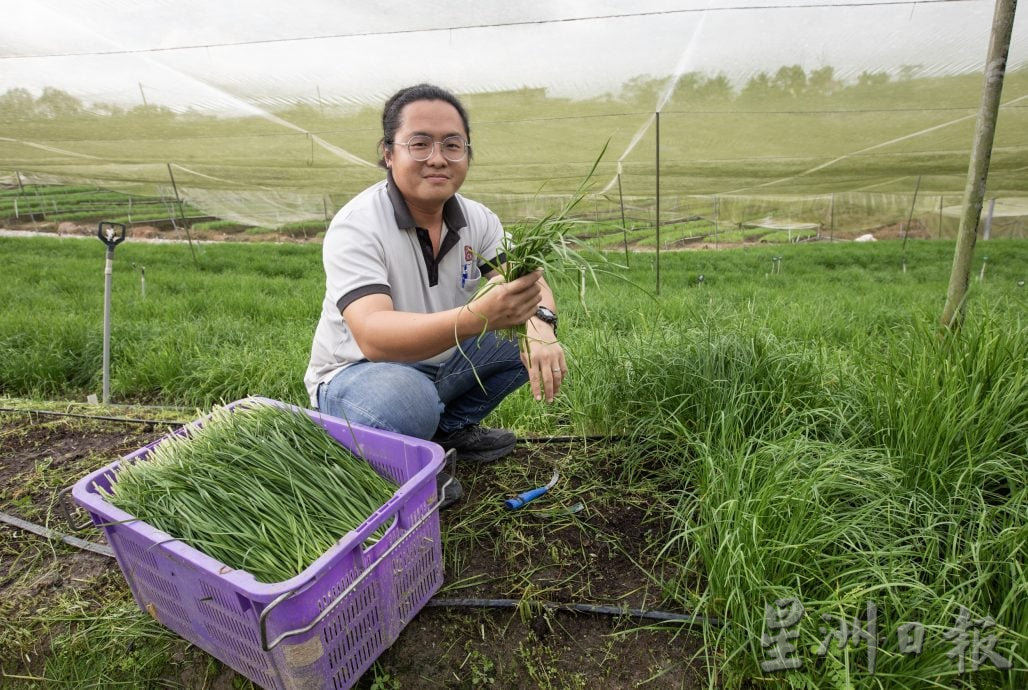 (13/10见报)星角摄/韭菜,再生的绿色奇迹