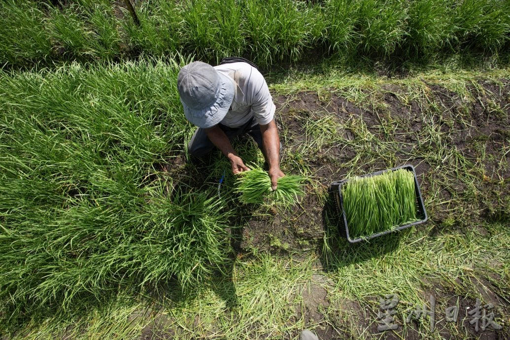 (13/10见报)星角摄/韭菜,再生的绿色奇迹