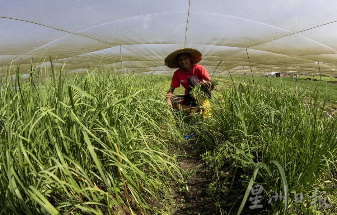 (13/10见报)星角摄/韭菜,再生的绿色奇迹