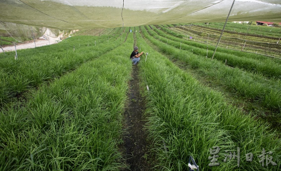 (13/10见报)星角摄/韭菜,再生的绿色奇迹