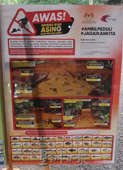 全柔7县同步野放虾苗   160万只创大马纪录