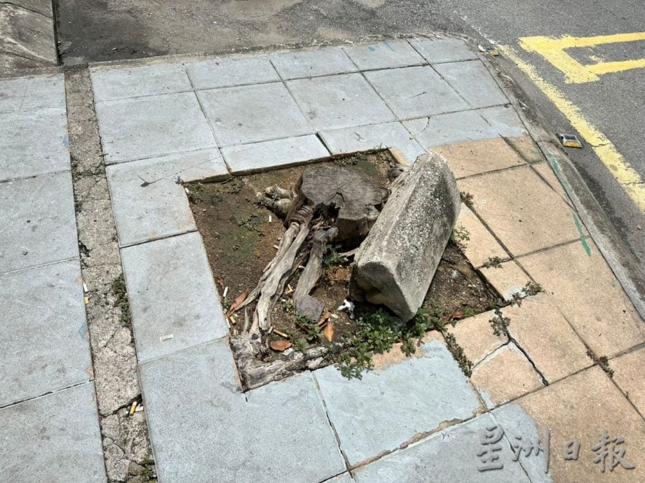 (古城封面副文)马六甲拉也人行道被树根破坏 当局派员清理树根重铺地砖