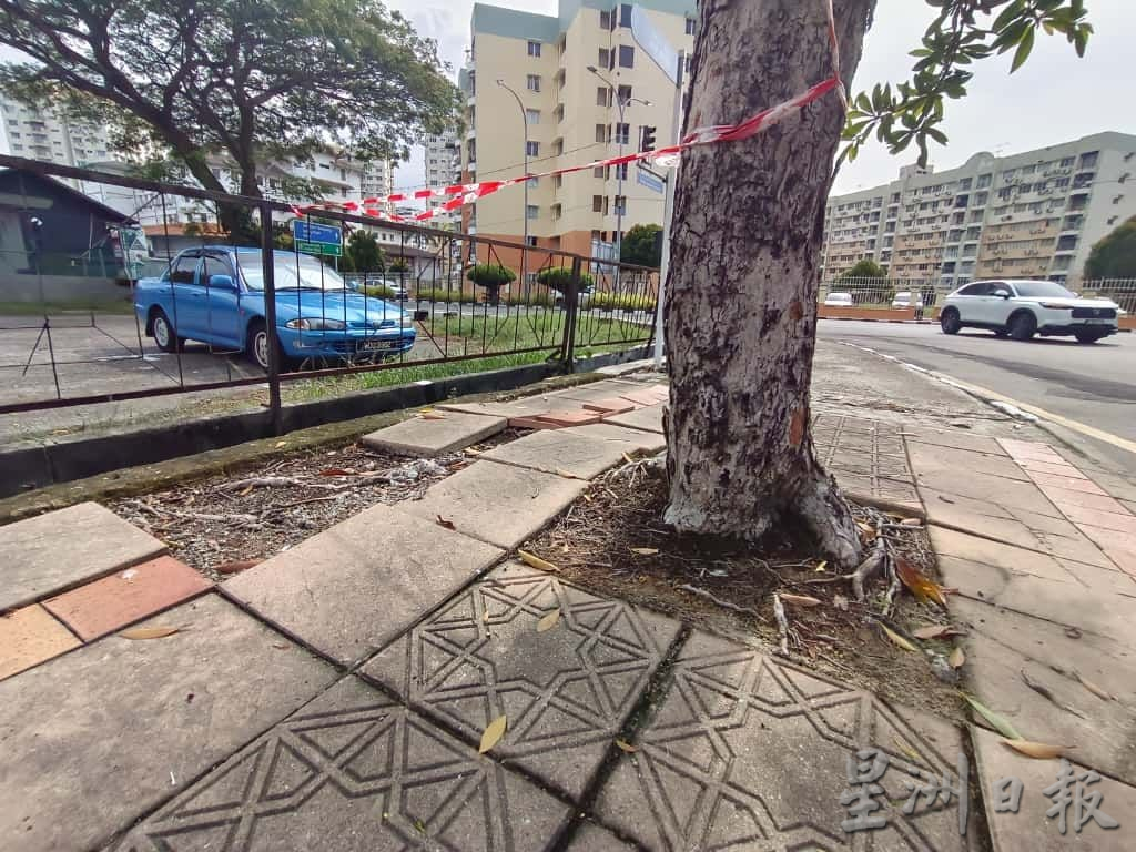 (古城封面副文)马六甲拉也人行道被树根破坏 当局派员清理树根重铺地砖