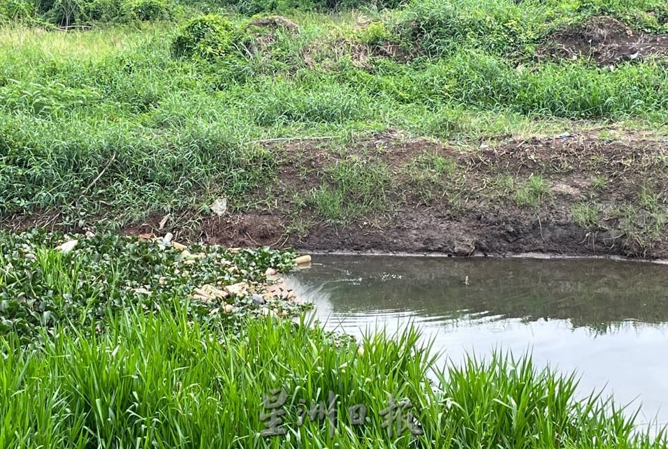 （古城封面副文）陈志成：清理排水沟浮萍与杂草，确保水流顺畅及避免野生动物潜伏