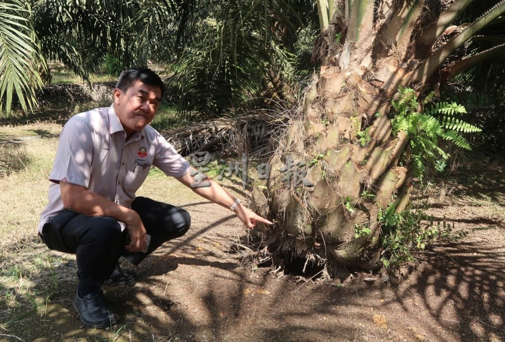 **已签发**柔︰封面:三合港怪味真相大白!原来是油棕园里发酵技术治树病