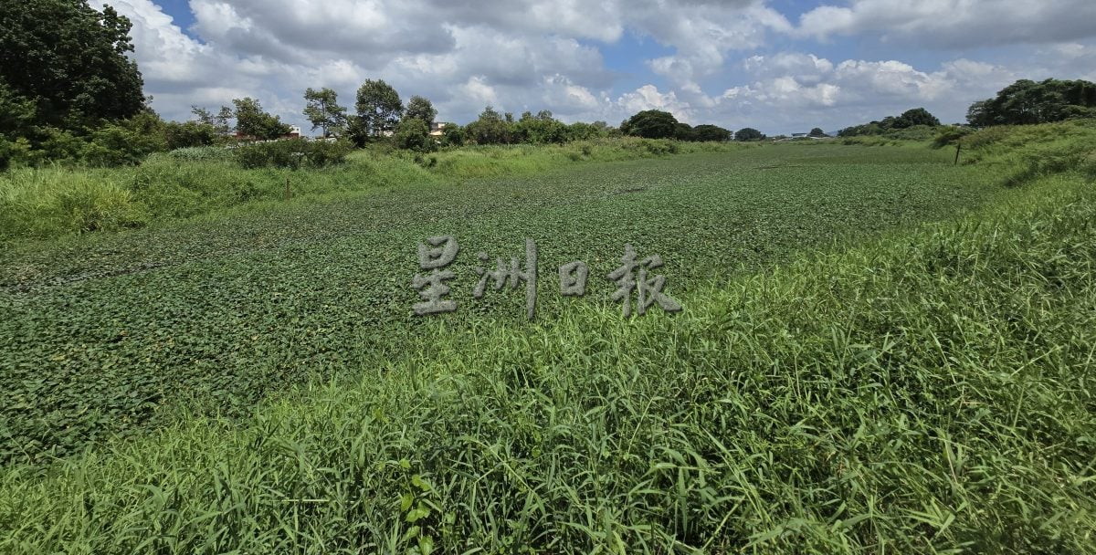 浮萍布满玛琳河,不利排水