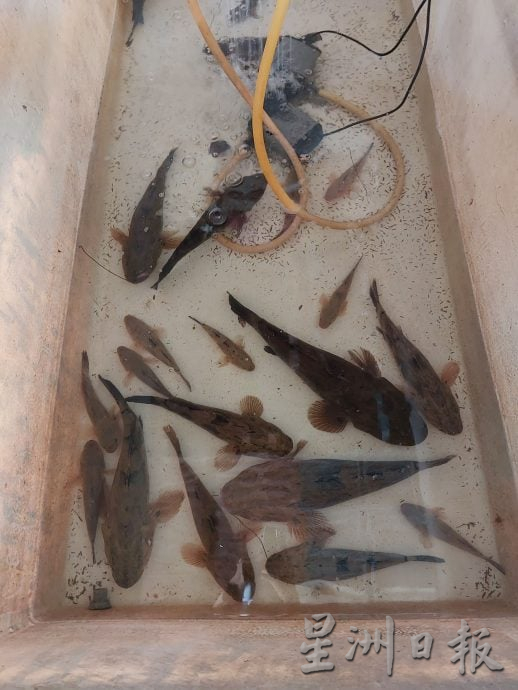 设定5pm发布(大北马)村镇记事-6 武吉美拉昔日小镇渐被遗忘 龙鱼产地 湖中鉄轨 湖镇乐园 带旺武吉美拉名气