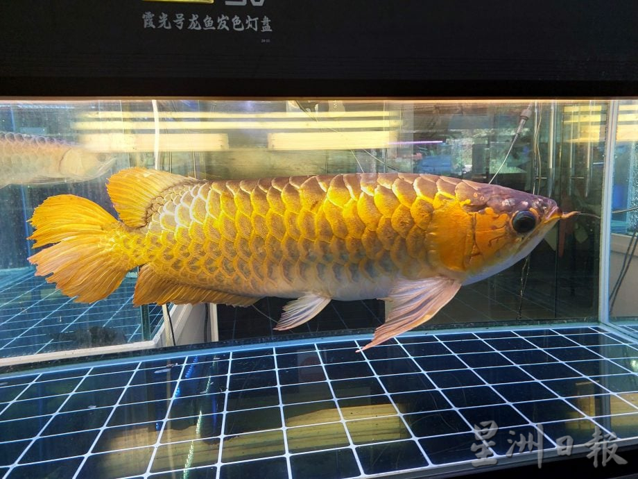 设定5pm发布(大北马)村镇记事-6 武吉美拉昔日小镇渐被遗忘 龙鱼产地 湖中鉄轨 湖镇乐园 带旺武吉美拉名气