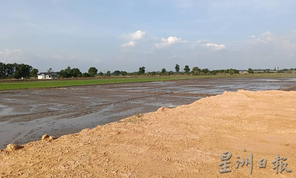 （古城第三版主文）林万锋：盼宪报列吉里望为迷你粮仓区·守护稻田与粮食安全