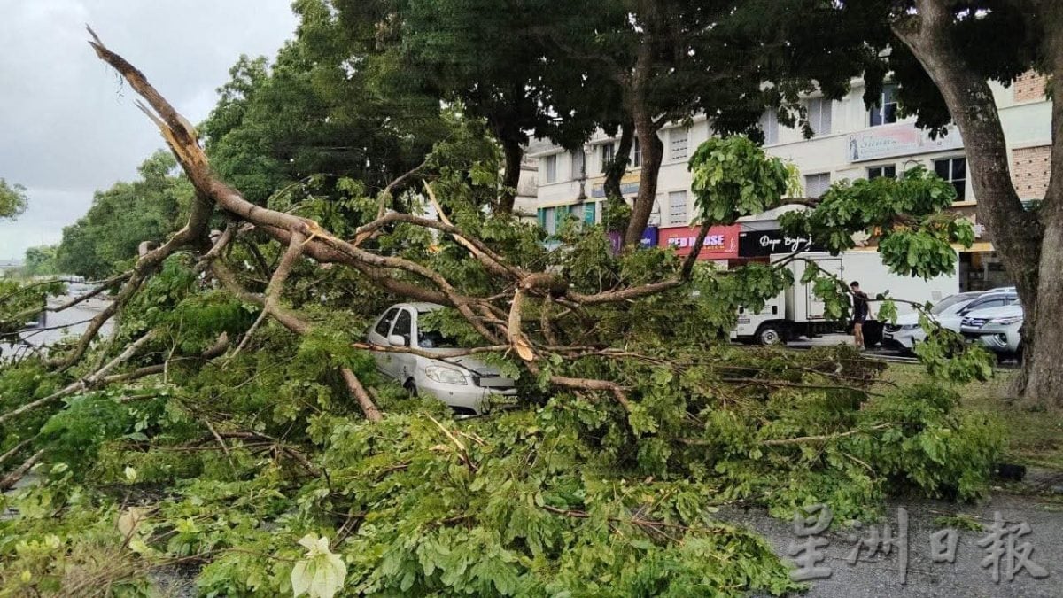 强风早午袭安顺 树倒压坏汽车